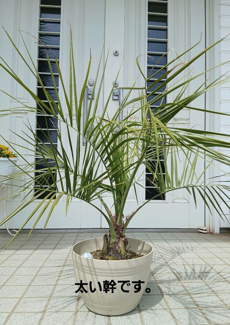 Amazon｜ココスヤシ 高さ鉢底から1m 11cm｜観葉植物 オンライン通販