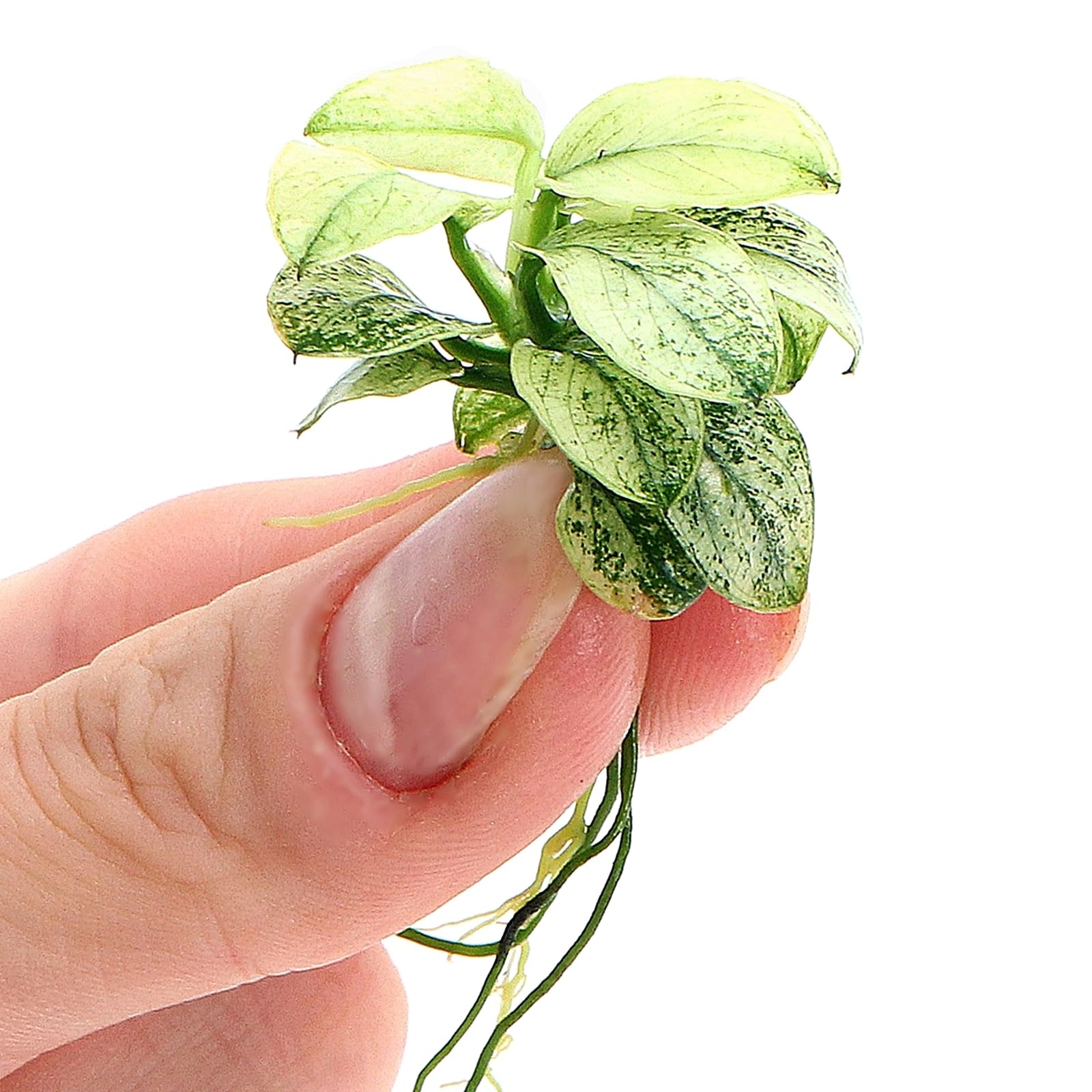 Anubias Pinto Live Aquarium Plant White Variegated Epiphyte for Tropical Freshwater Tank Aquascaping K2aqua