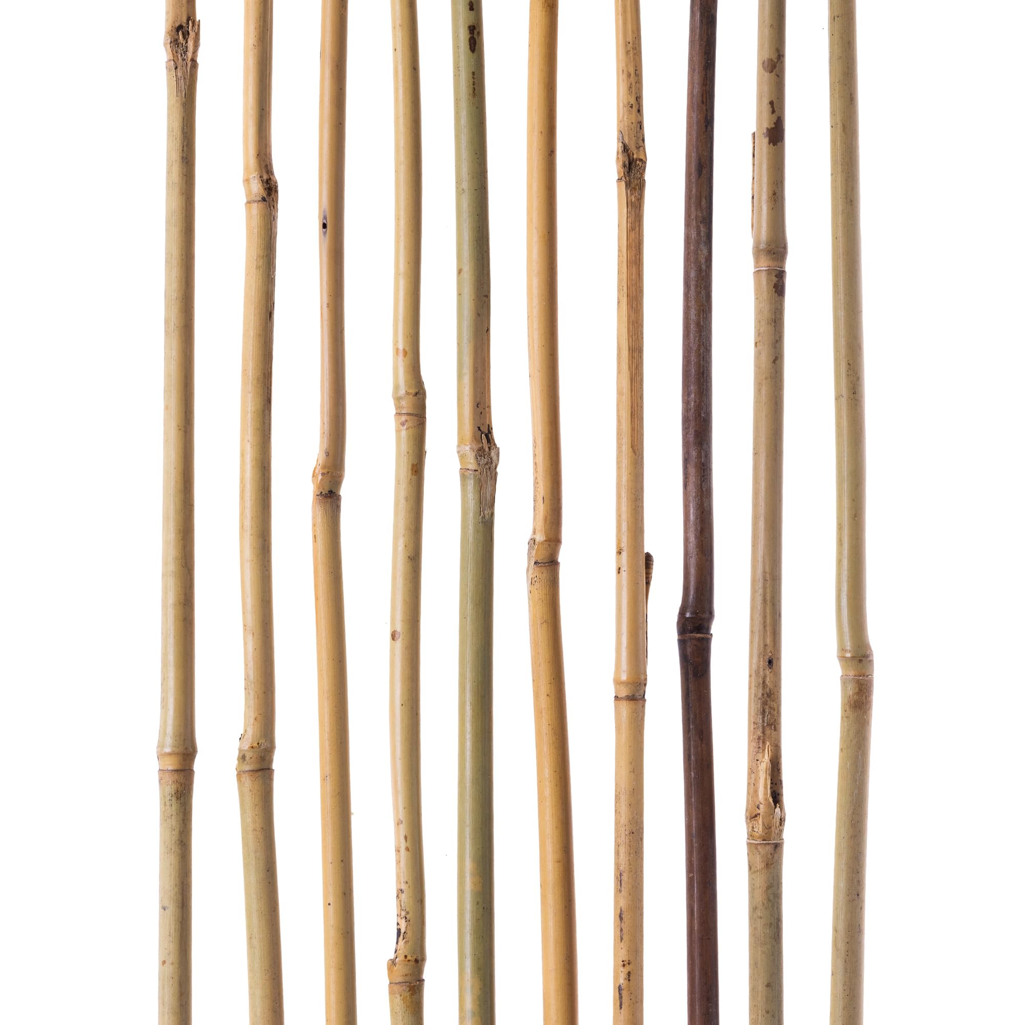 KADAX Bambusstbe 60cm x 10/12mm, 25er Set, Pflanzstbe aus Bambus,  Bambusstangen als Rankhilfe fr Tomatenpflanzen & Kletterpflanzen,  Tomatenstbe : ...