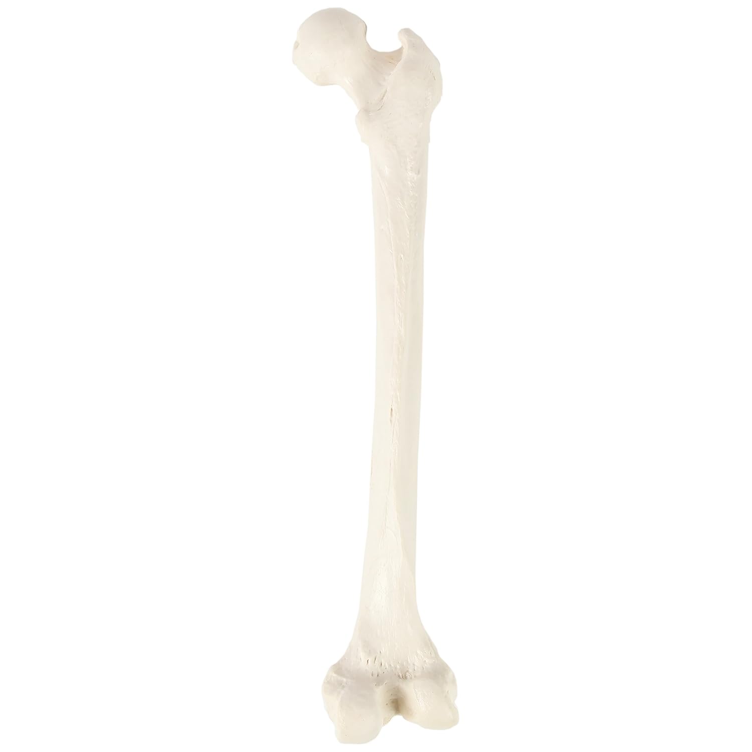 Axis Scientific Femur Bone Model | Right | Cast from a Real Human Femur Bone l Upper Leg Bone Model Has Realistic Texture and Important Bony Landmarks | Includes Product Manual