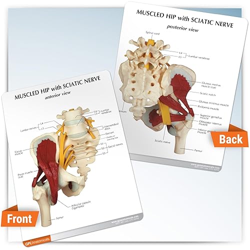 Miniatura 24 de GPI Anatomicals - Modelo de vértebras cervicales musculosas de lujo, réplica del modelo de columna vertebral para la educación en anatomía