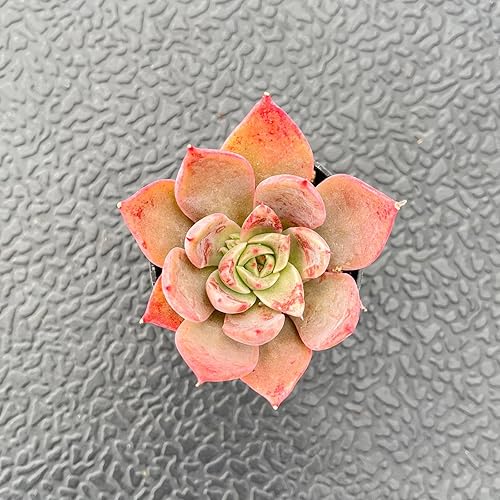 Miniatura 2 de Plantas suculentas vivas de 2 pulgadas Echeveria 'Meiyass', mini suculentas en maceta, planta de interior de fácil cuidado, regalos únicos,