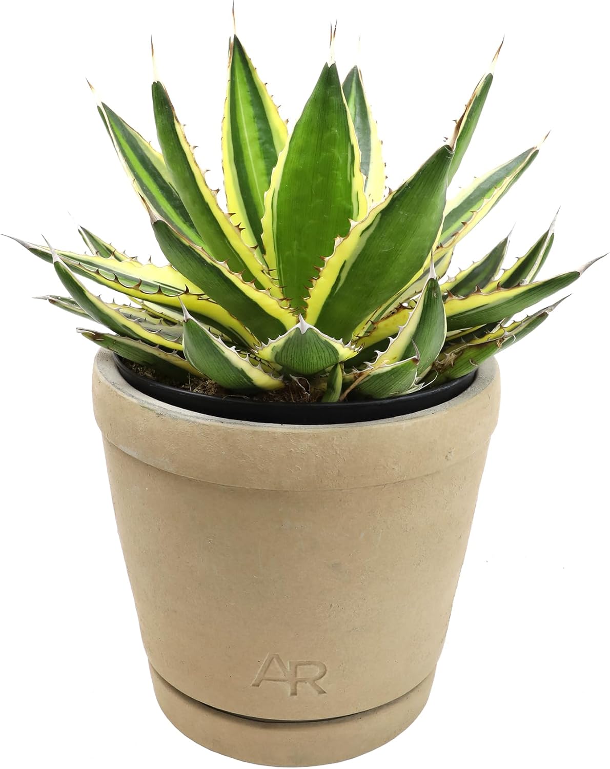 Altman Plants lophantha Quadricolor Agave Plant, Exotic