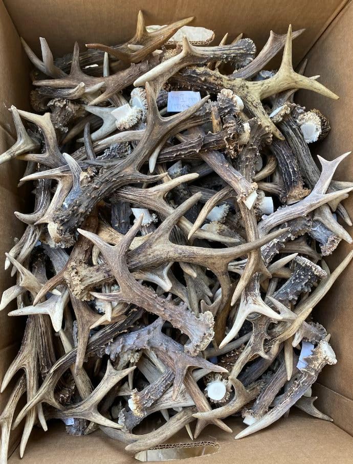 RF - Deer Natürliches Rehbockgeweih, Kleiderhaken, Möbelgriff, Besteckgriff, Hundespielzeug, Umweltfreundliche Verpackung, Dekoration aus Geweihen, Angebot betrifft 1 kg, 11-20 Stück, 12-23 cm