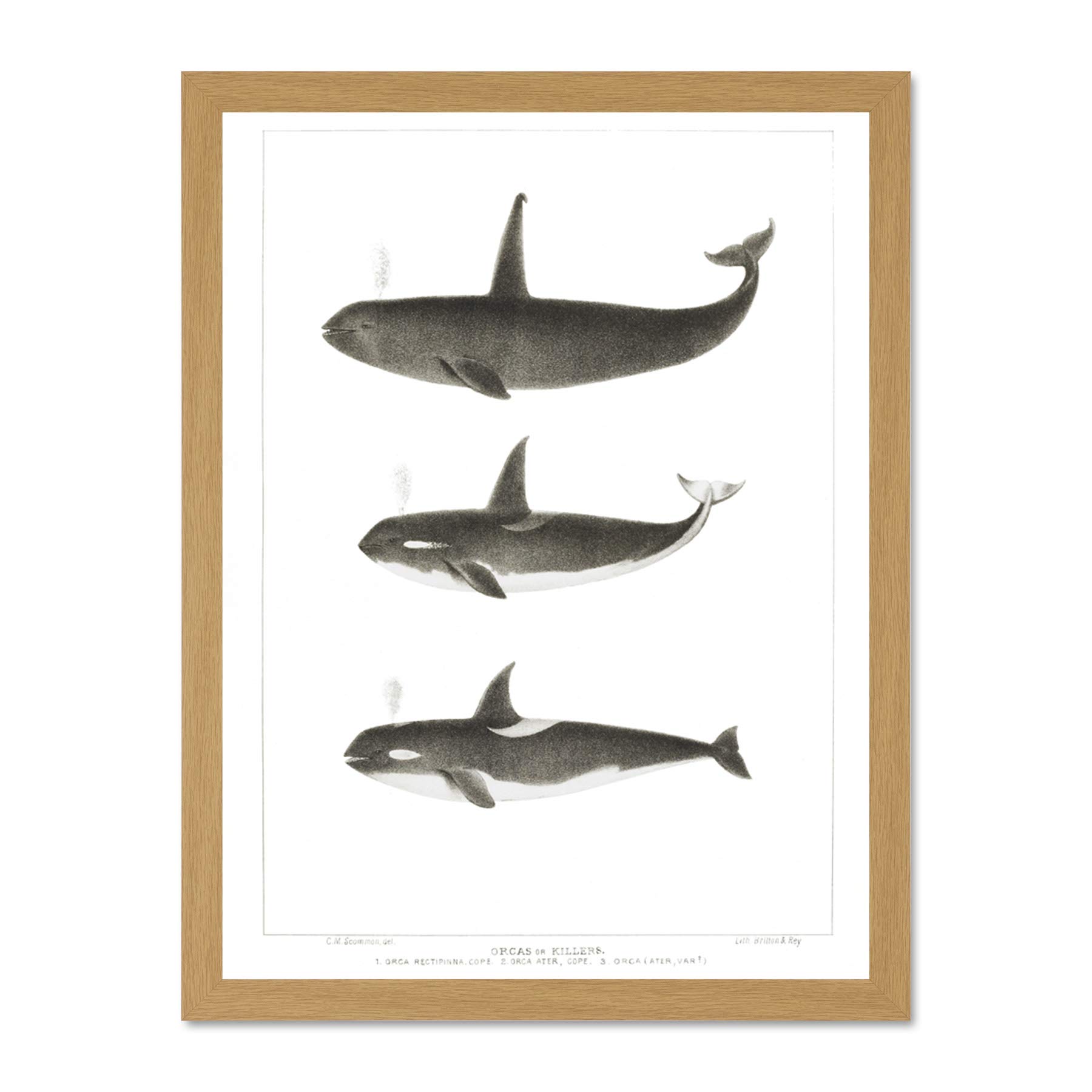Wee Blue Coo Orca Killer Whales Large Framed Art Print Wall Poster 18x24 inch