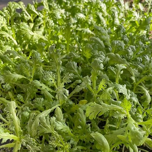 Miniatura 3 de 1000 semillas de crisantemo, Tong Ho CAI Cuc, Tan O Shungiku semillas plantar jardín perenne maceta fácil de cultivar