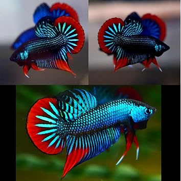 Vietnamese Exquisite Green Inveris Short Tail Wild Betta 1 Pair = 1 Male + 1 Female Important Dead Dead