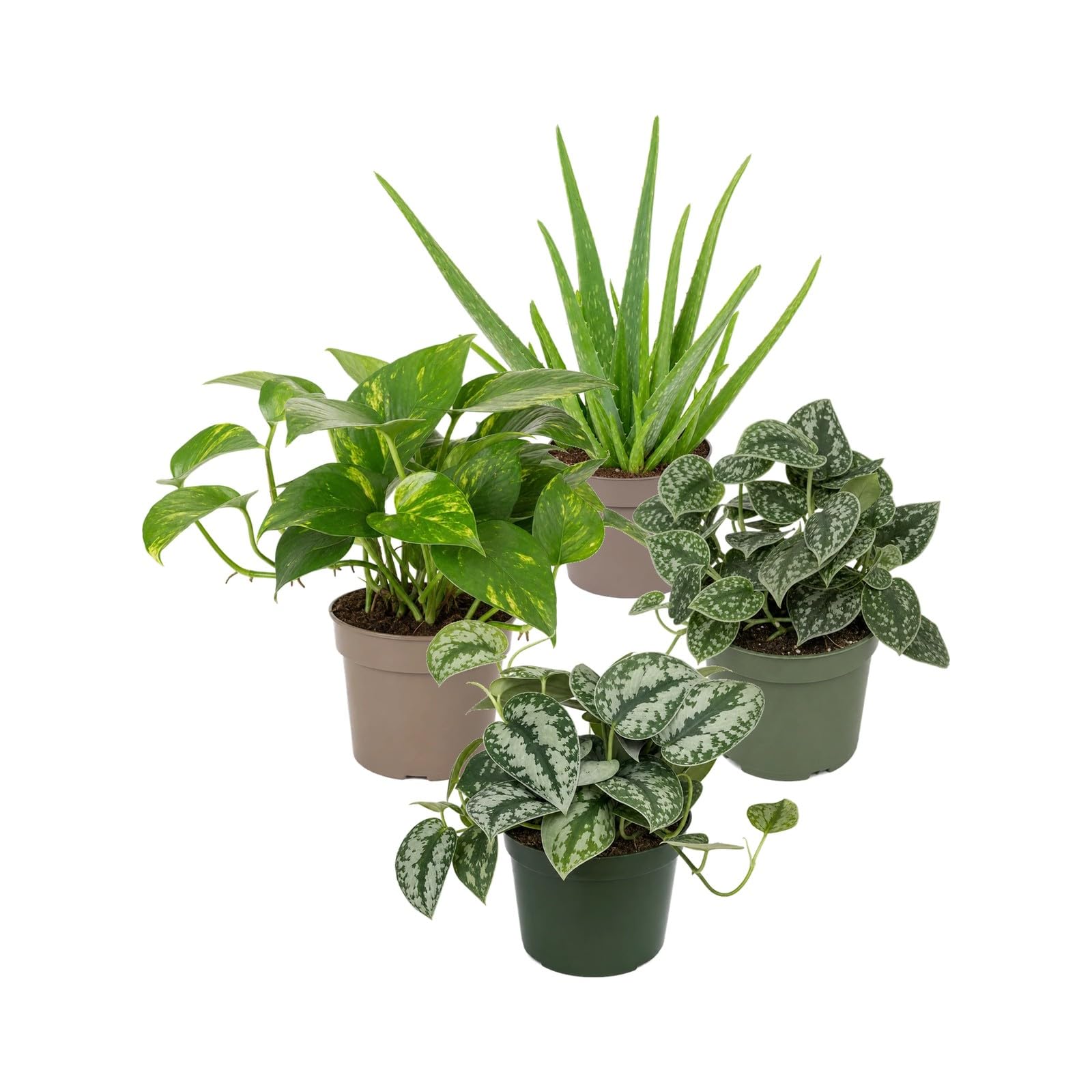 DECOALIVE 4 Plantas Naturales para Exposición Botánica Interior