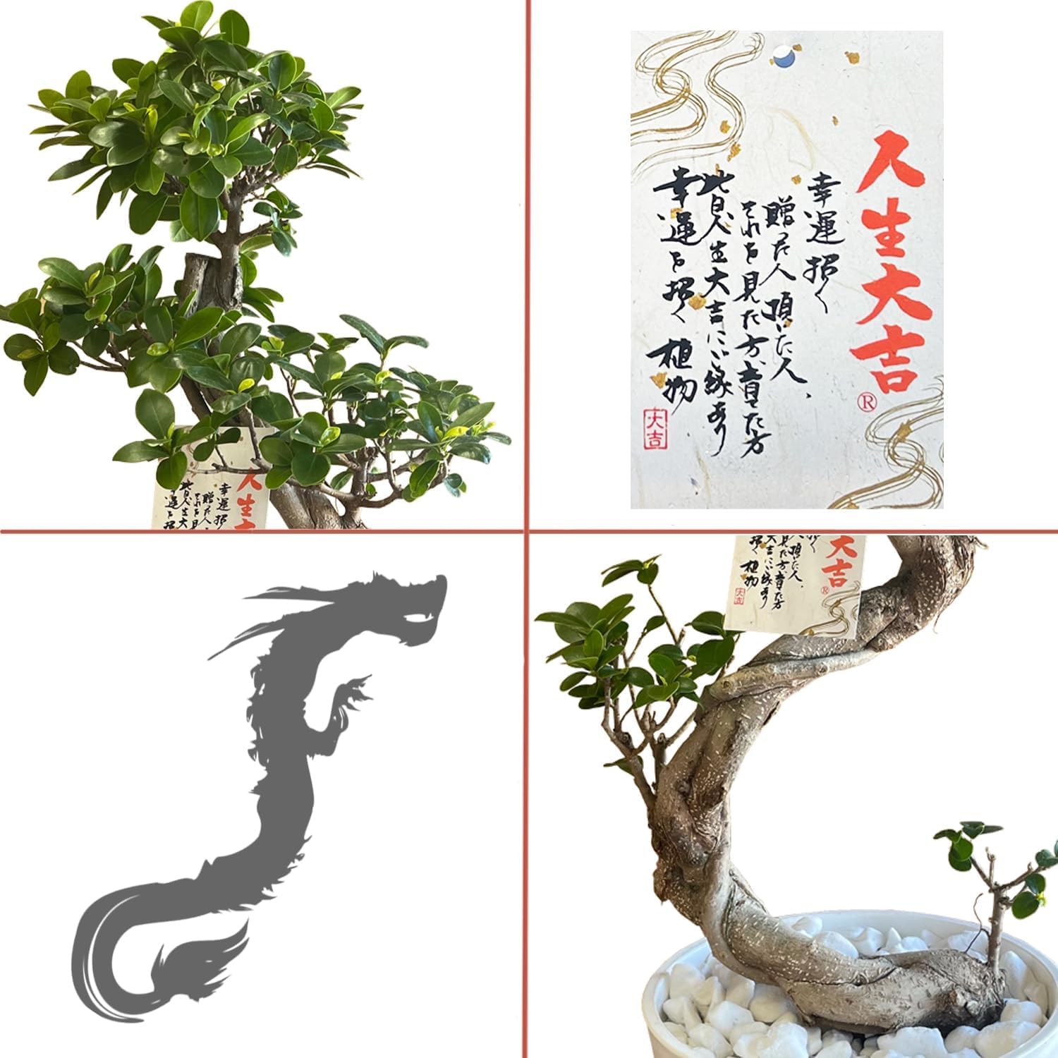 Amazon｜花のギフト社 ガジュマル 大型 大きい 観葉植物 本物 お祝い