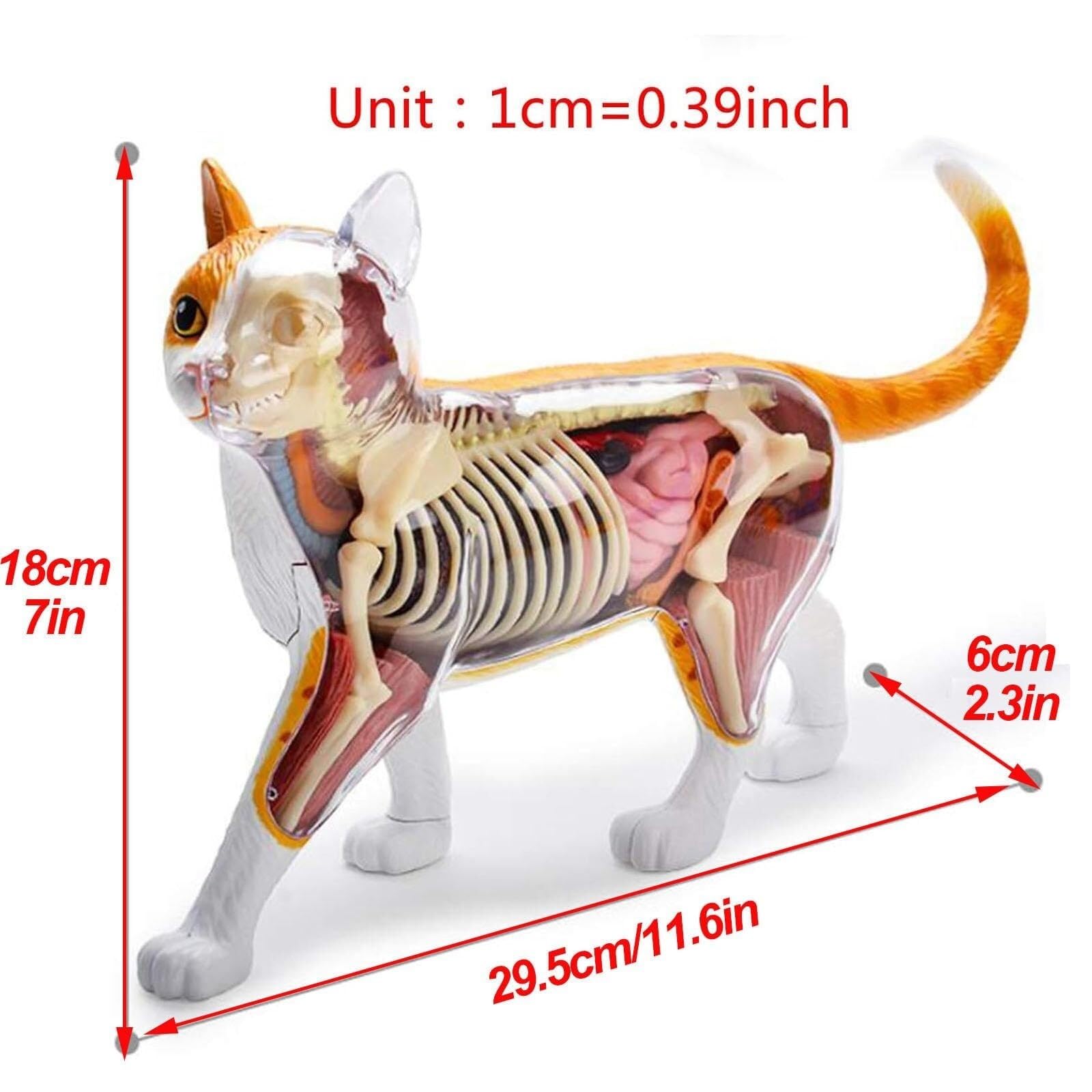 Lithe Cat Body Parts Of Cat Body