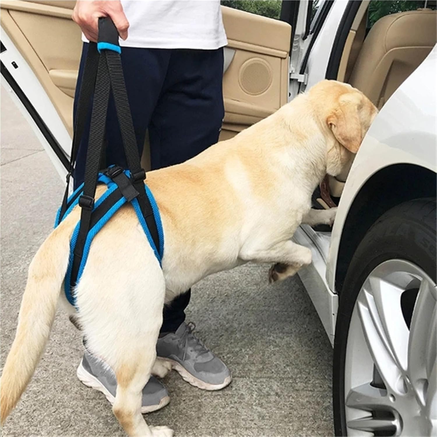 Pet Leg Harness, Dog Leg Protection Strap, Assistive Strap、high Aged Dogs Hind Leg Disabilities and Injuries、Adjustable(Medium)