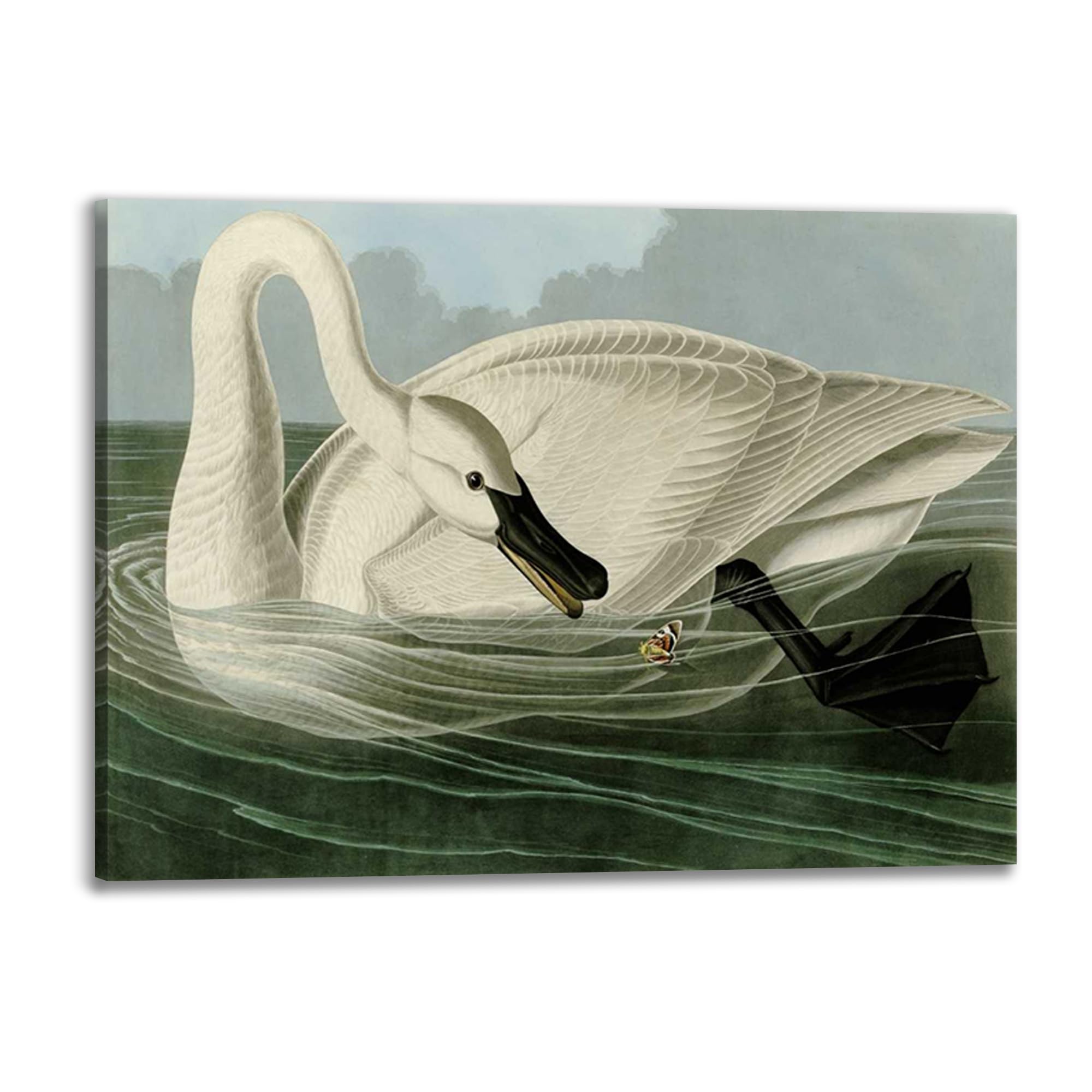 Tableau Trumpeter Swan John James Audubon avec cadre bois 80x60 cm