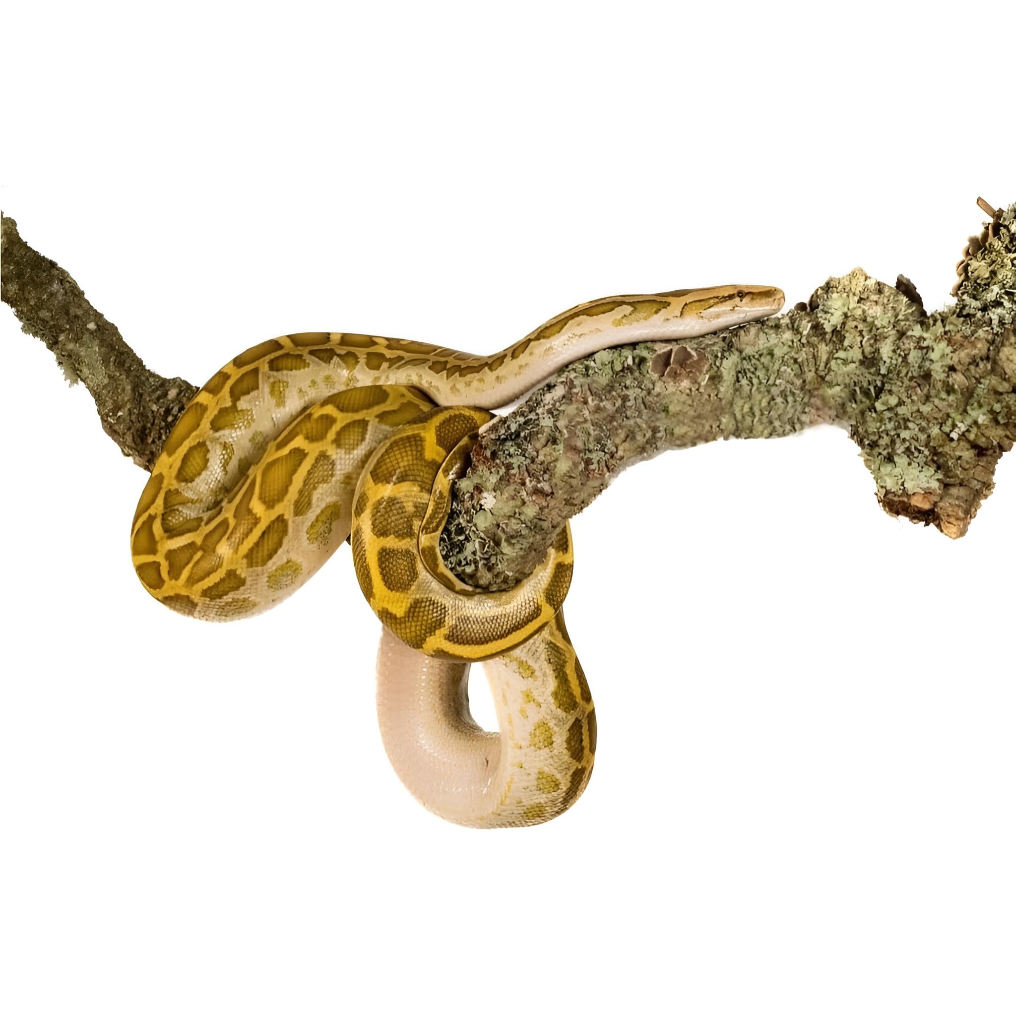 Cork Bark Branch 60cm Length - 5kg Cork Bark for Reptiles, Terrariums & Vivarium Decoration