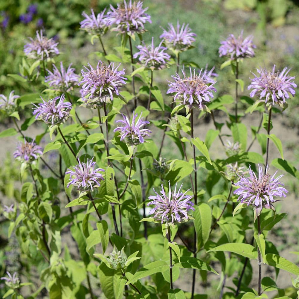 Monarda 'Elsie’s Lavender' - Clump-Forming Perennial with Pale Violet Flowers and Aromatic Foliage, Ideal for Pollinator Gardens - 1x 1 Litre Potted Plant by Thompson and Morgan