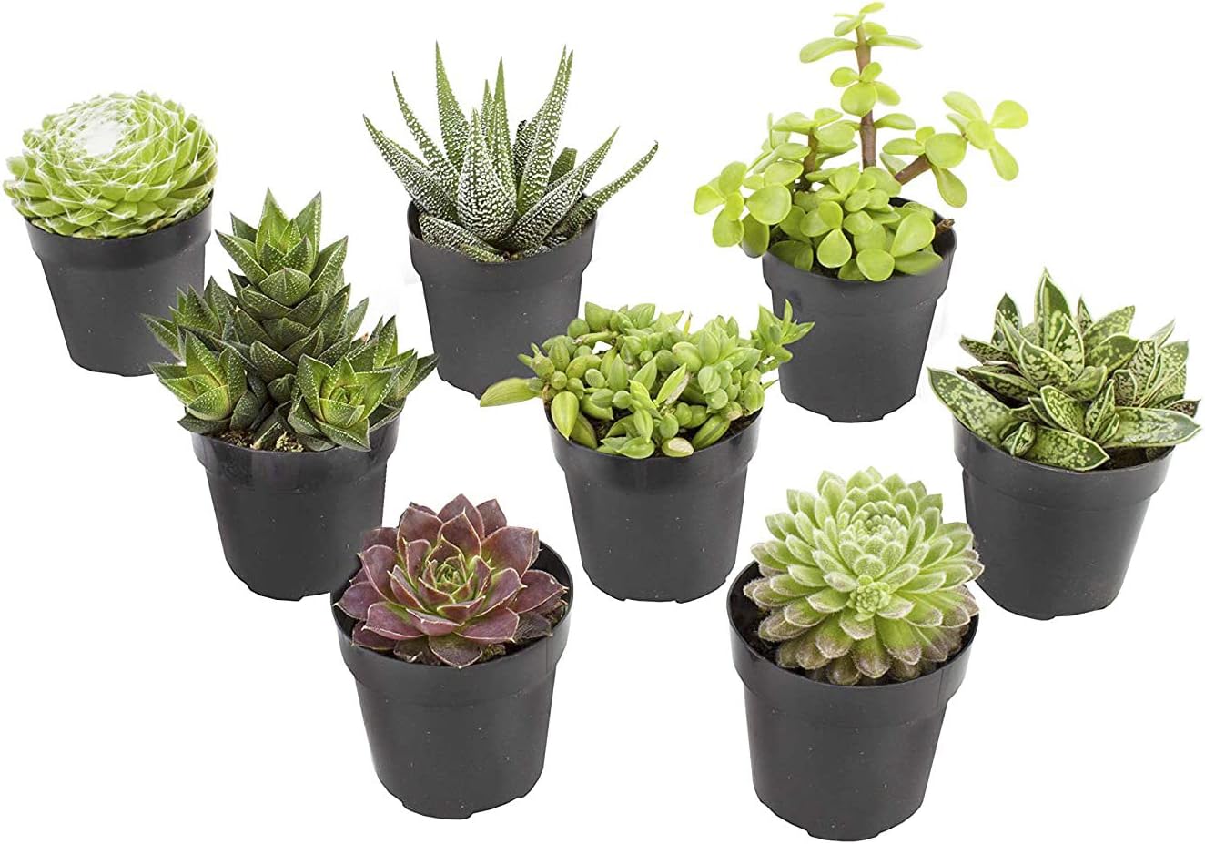 Altman Plants, Live Succulents Plants Live Window Plants