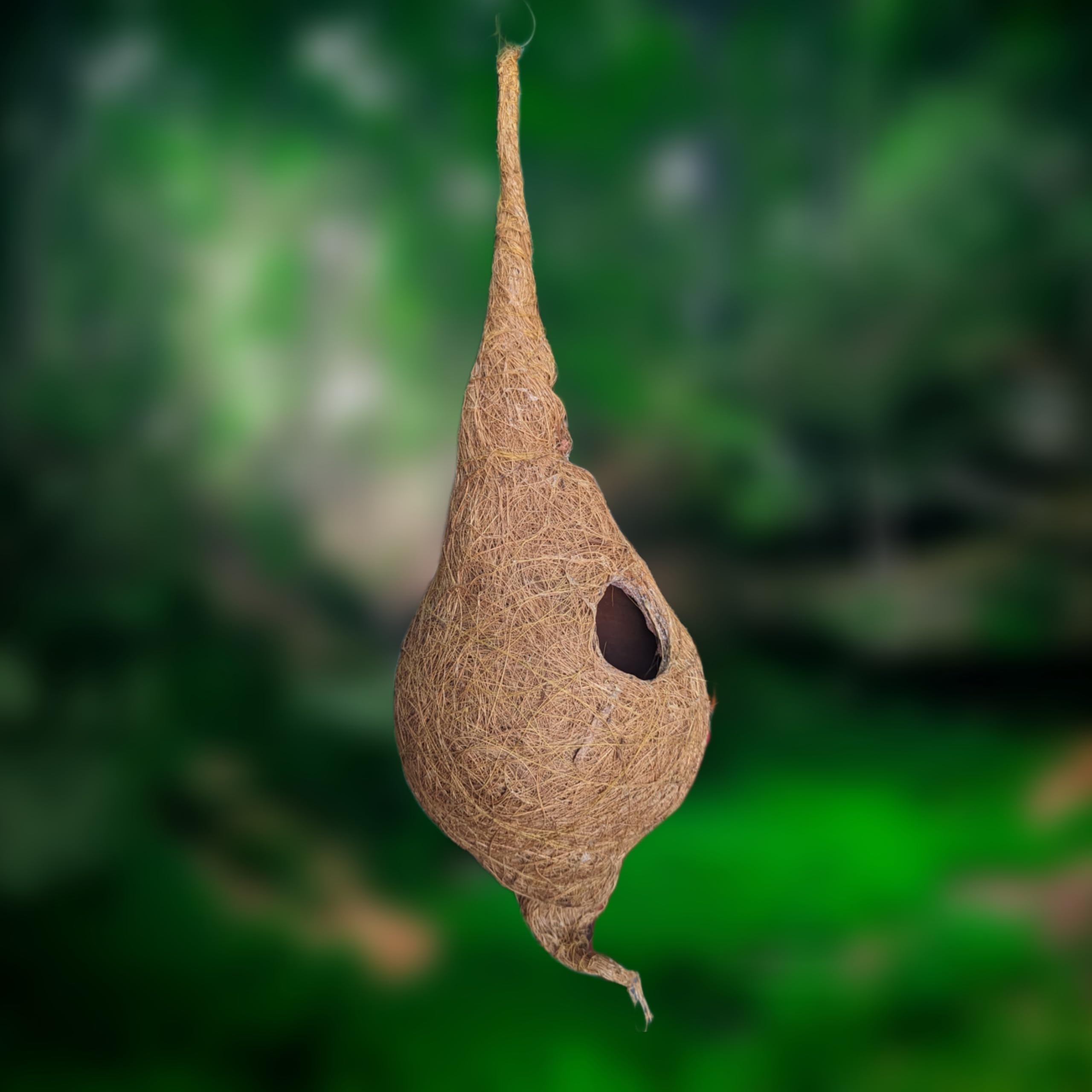 Eazyhilal Safest Round Organic Bird nest Purely Handmade Sparrow/Small Birds, Material Type -Coir,Color -Brown (Coir with Mud Shell)