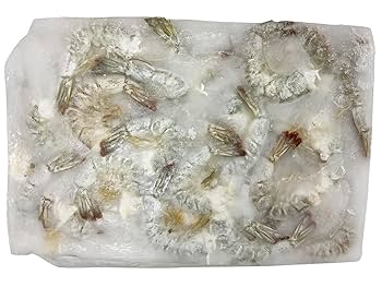 えびページ Crazy Shrimp