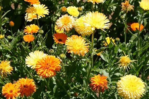 Miniatura 2 de Semillas de flores de caléndula "Dwarf Pacific Beauty Mix" para plantar, más de 250 semillas por paquete, semillas de jardín de Isla (semillas de