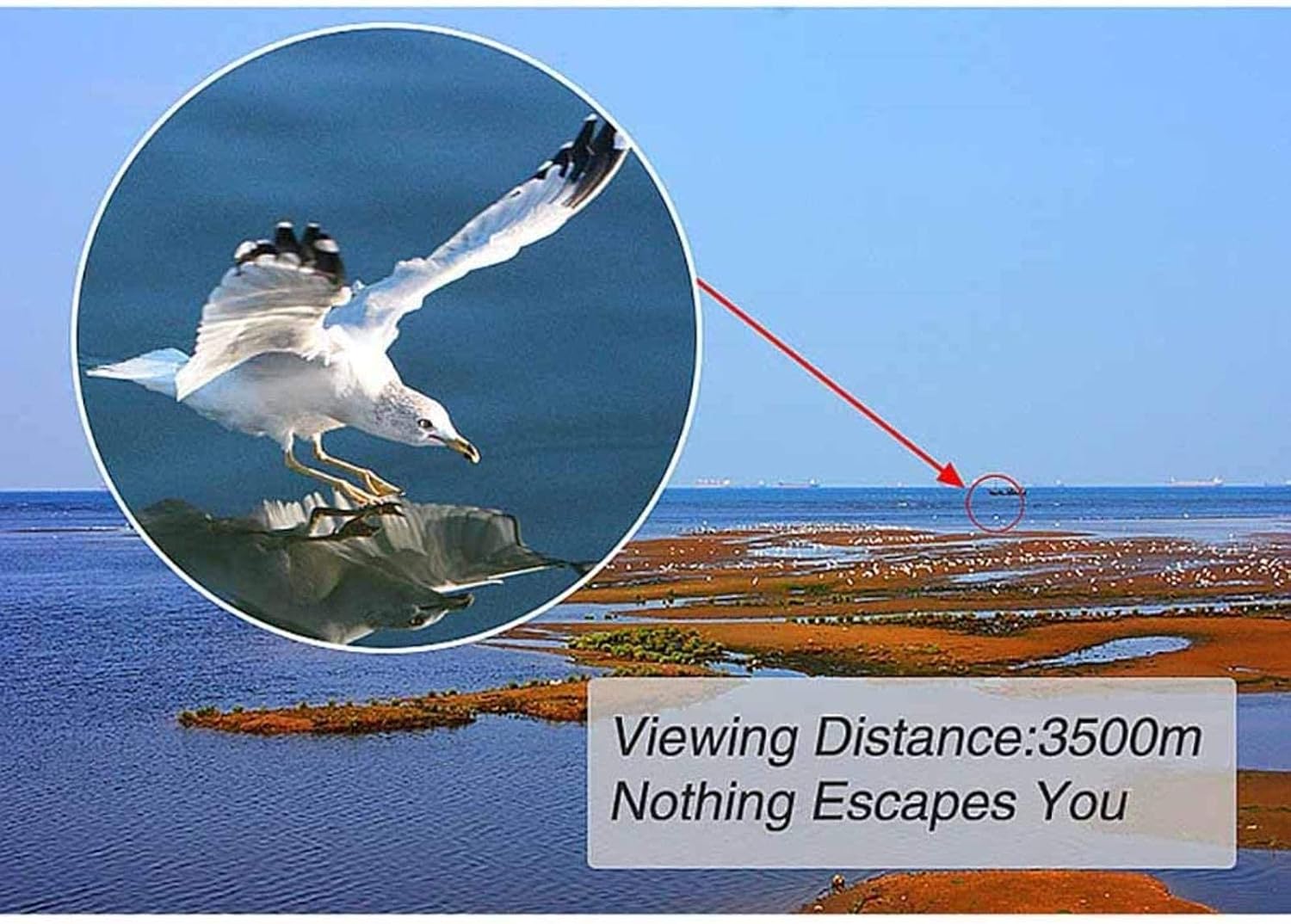 Binoculars viewing a bird over water