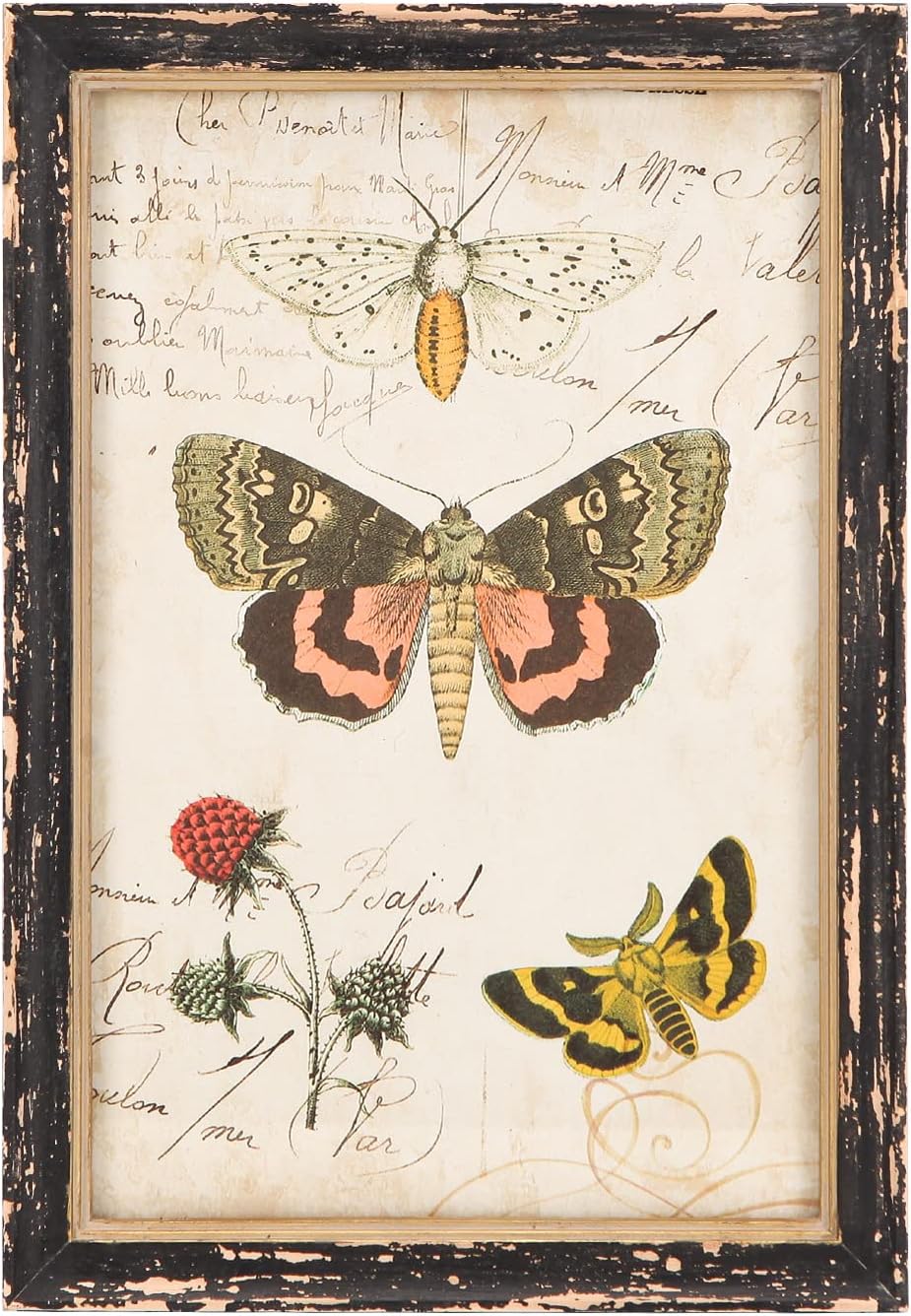 amazon-creative-co-op-moth-and-butterfly-framed-wall-decor