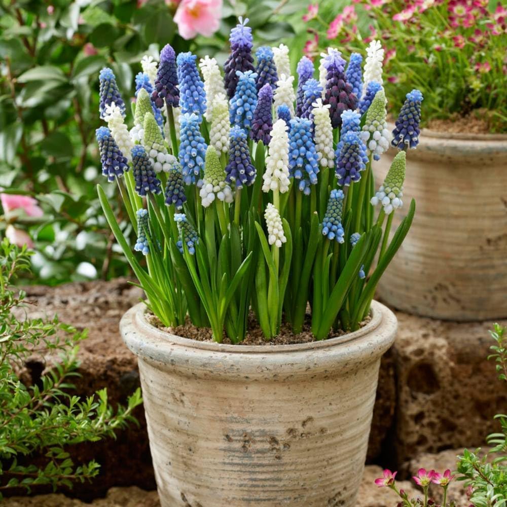 Mélange Économique de Muscari - Muscari | 100 Bulbes Fleurs à Planter Exterieur, Plantes Vivaces Exterieur, Rustique, Naturelle Plantes Hollande (gros, pas graines)