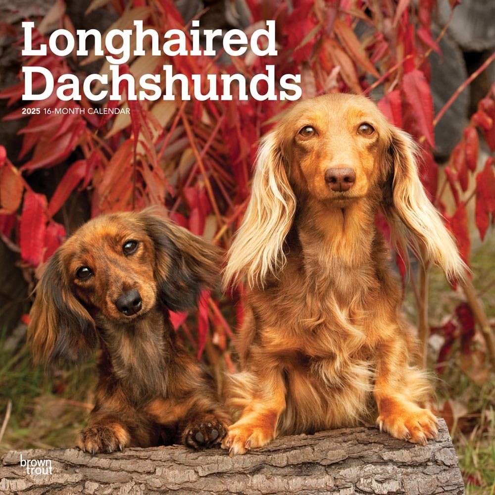 Longhaired Dachshunds | 2025 12 x 24 Inch Monthly Square Wall Calendar ...