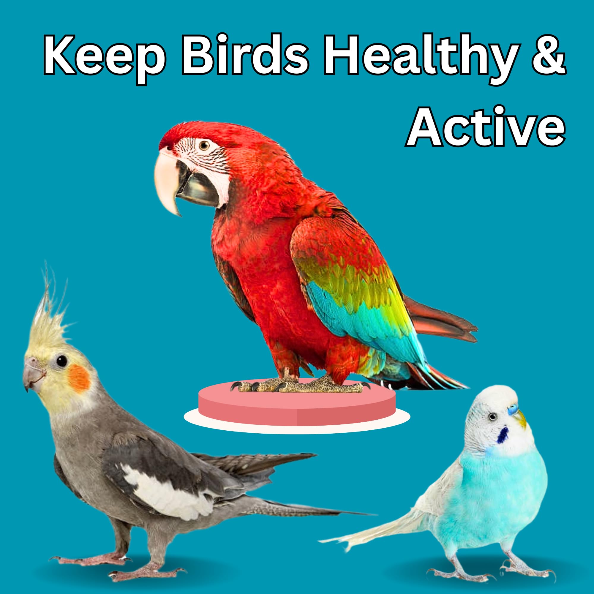 Pets Pro Premium Cuttlefish Bone for Birds 50gm with Free Holder (5-inches) | Calcium-Rich, and Chemical-Free | for Budgies, Cockatiel, Macaw, Lovebird, Cockatoo etc 4