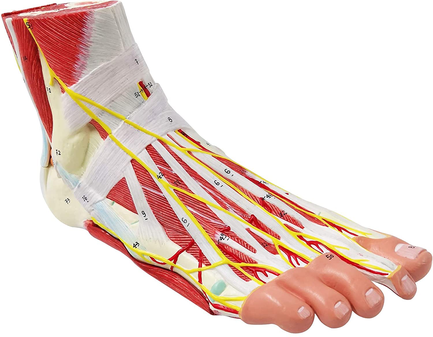 EVOTECH SCIENTIFIC Human Foot Anatomical Model Foot Joint Muscle Neurovascular Ligament Model Hand Foot Surgical Foot Model - Image 4