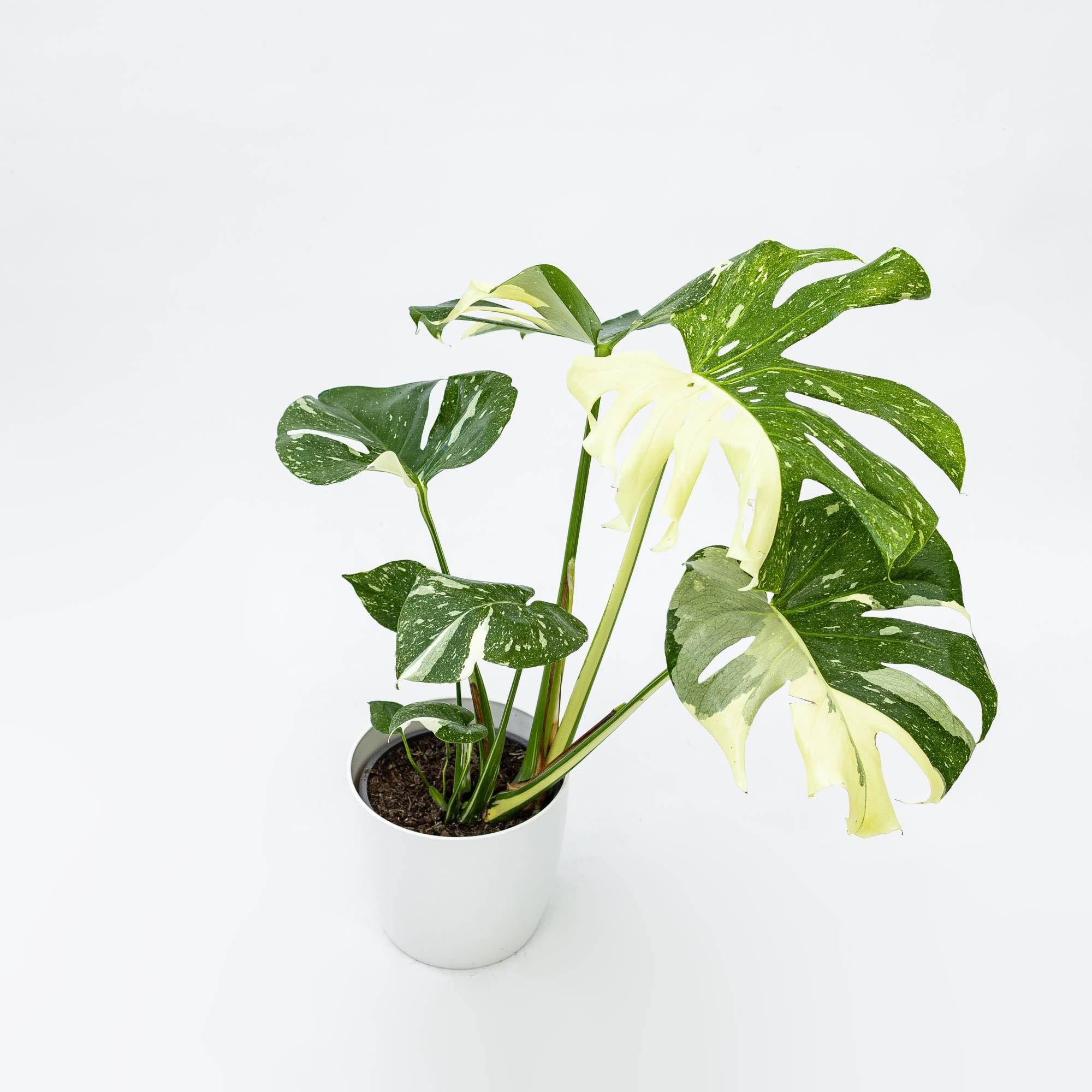 Vivai le Georgiche - Pianta vera di Monstera "Thai Constellation" - vaso Ø 20 cm