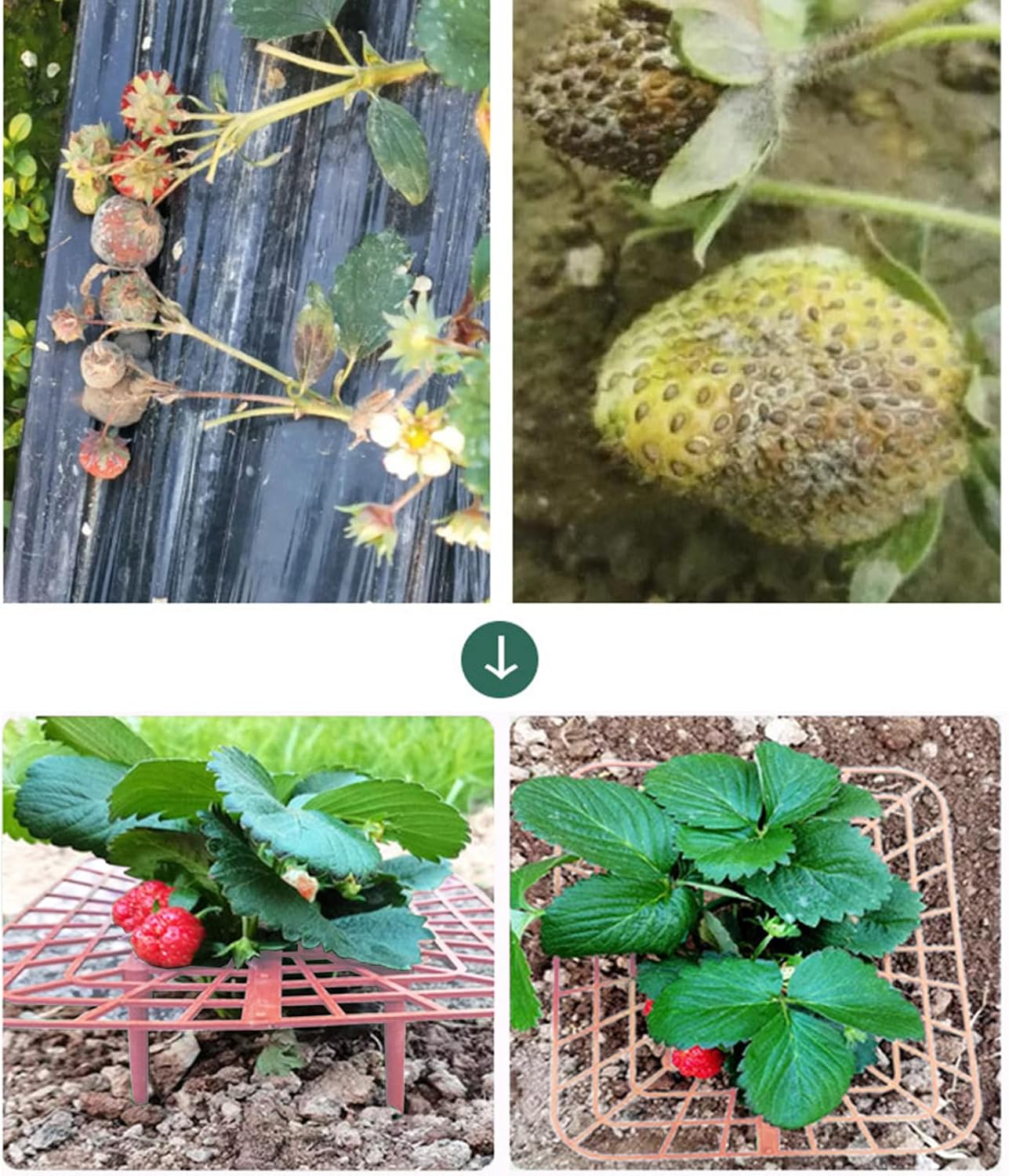 IUIBMI 20 Pack Strawberry Supports Strawberry Holder Strawberry Growing Frame Strawberry Plant Support Strawberry Growing Racks Strawberry Plant Protectors Stand with 4 Sturdy Legs for Garden