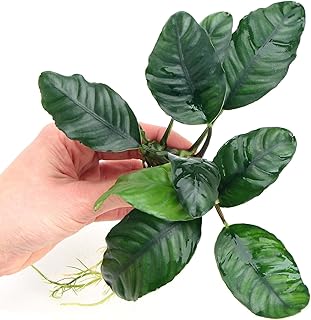 Anubias Coffeefolia Live Aquarium Plant Low Maintenance Hardy Tropical Aquascaping Decoration Perfect for Freshwater Fish Tanks Easy Care Low Maintenance K2AQUA