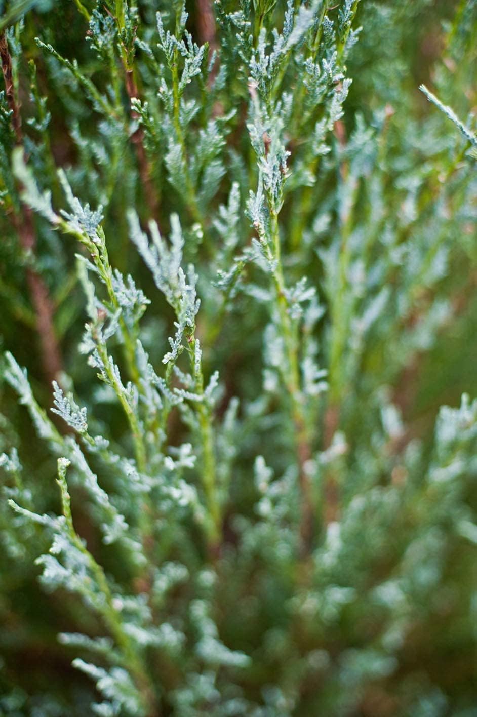 Skyrocket Juniper - 5 Live 4 Inch Pots - Juniperus Scopulorum - Formal Upright Evergreen Tree