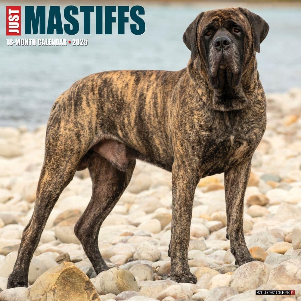 Just Mastiffs 2025 12" x 12" Wall Calendar