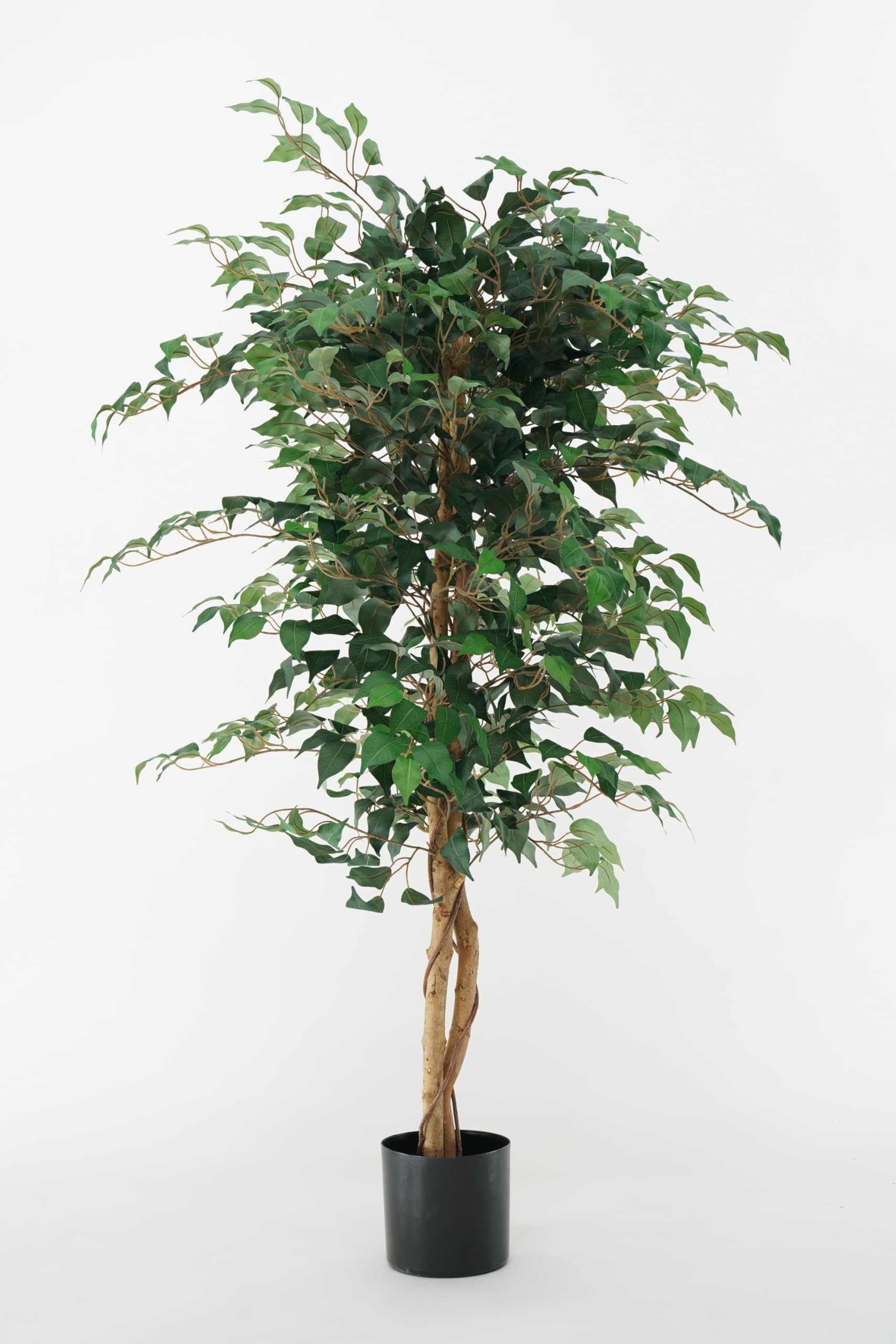 Ficus Benjamin Pianta Sintetica Finta Con Tronchi Intrecciati Legno Naturale e Foglie Poliestere Seta (Ficus-Benjamin 150cm)