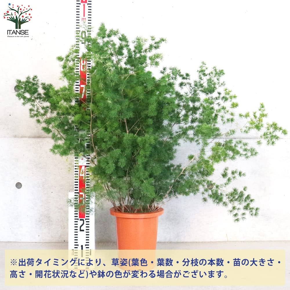 Amazon｜アスパラガス・ミリオグラタス 7号鉢【品種で選べる観葉植物/1
