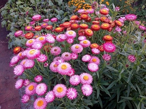 Miniatura 4 de Semillas Fresa Gigante Mezcla Immortelle Helihrizum Jardín Anual Al Aire Libre Corte Para Plantar No GMO