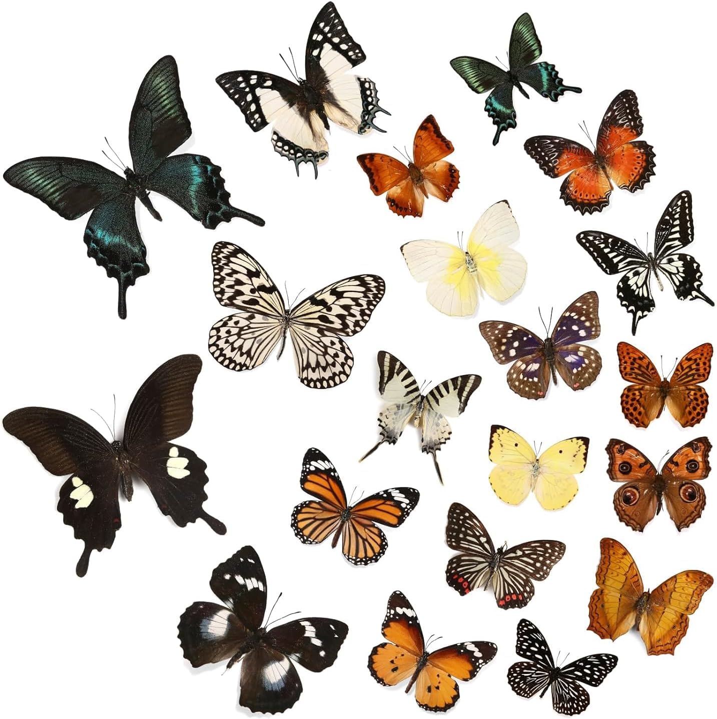 Real Butterfly Specimen - Taxidermy Butterfly DIY Creative Production, Taxidermy Animals for Framed Butterfly Shadow Box (20Pcs Butterfly specimens-Spread The Wings)