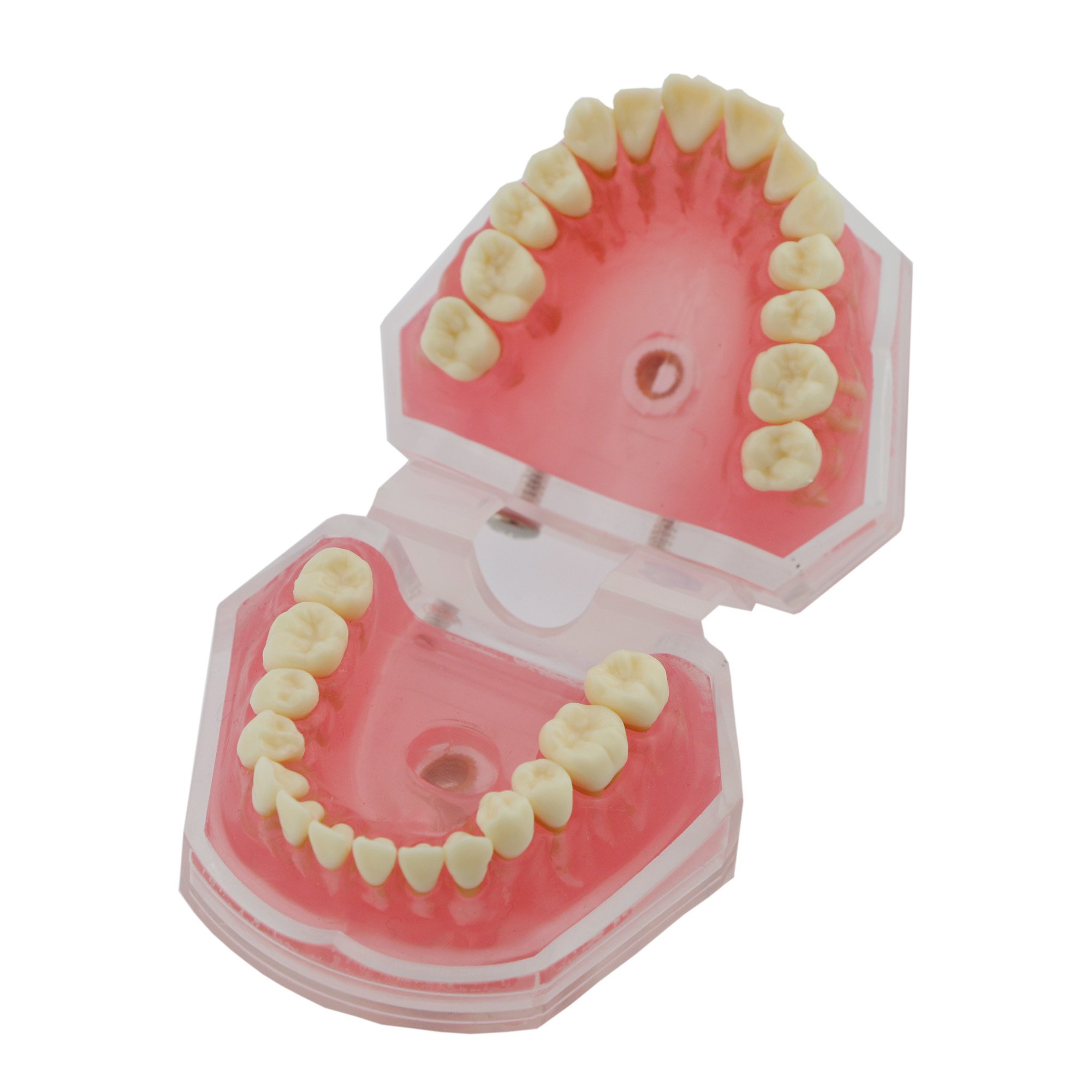 Amazon | 歯科模型4004P 歯列模型 義歯模型 上下顎模型 歯磨き指導用
