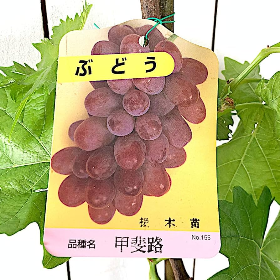 甲斐路ぶどうF4 甲斐路 かいじ ｜ ぶどう（葡萄／ブドウ） 品種の特徴 食べ方 選び方