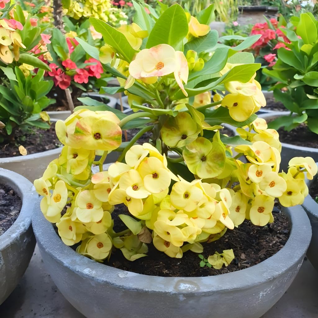 2-Plant Set Yellow Euphorbia Milii Live Plant | Crown of Thorns Houseplant | 4 to 8 Inch Tall, Easy to Grow Indoor or Outdoor Decorative Plant, Home Office, Patio Garden