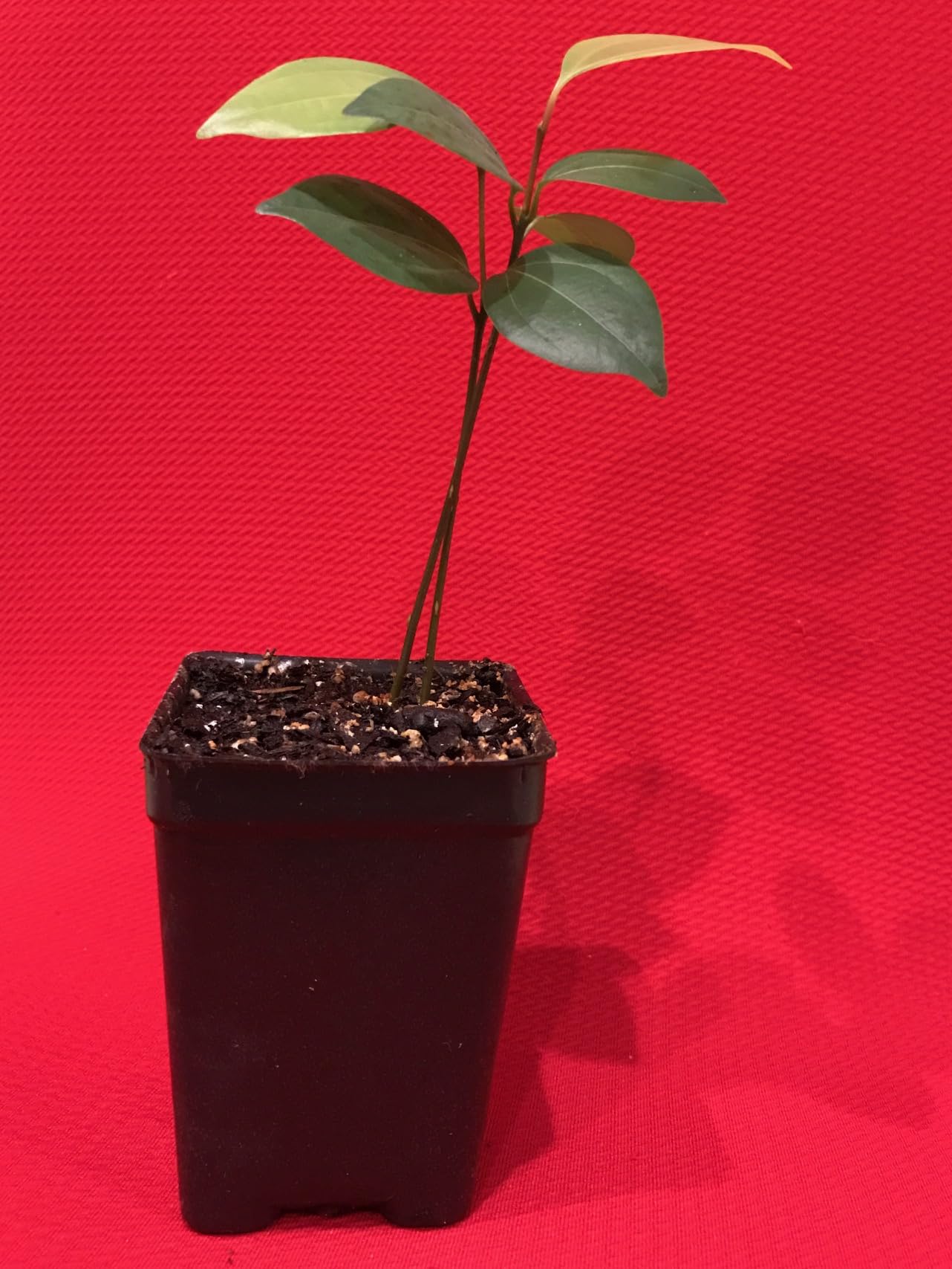 pot fiddle leaf fig Fiddle Leaf Tree: Ficus Lyrata - 14