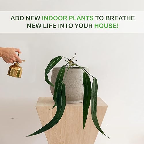 Miniatura 4 de Anthurium Pallidiflorum - Plantas vivas verdes para interiores plantas de interior raras y exóticas para sala de estar plantas vivas de Anthurium