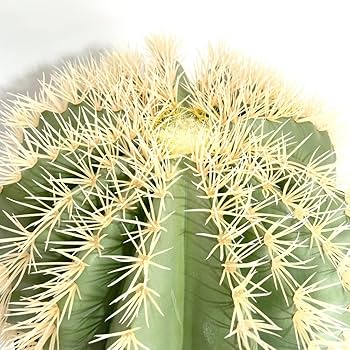 ☆エキノカクタスグルソニー☆金鯱サボテン 12号 厳選品 28 【公式通販】