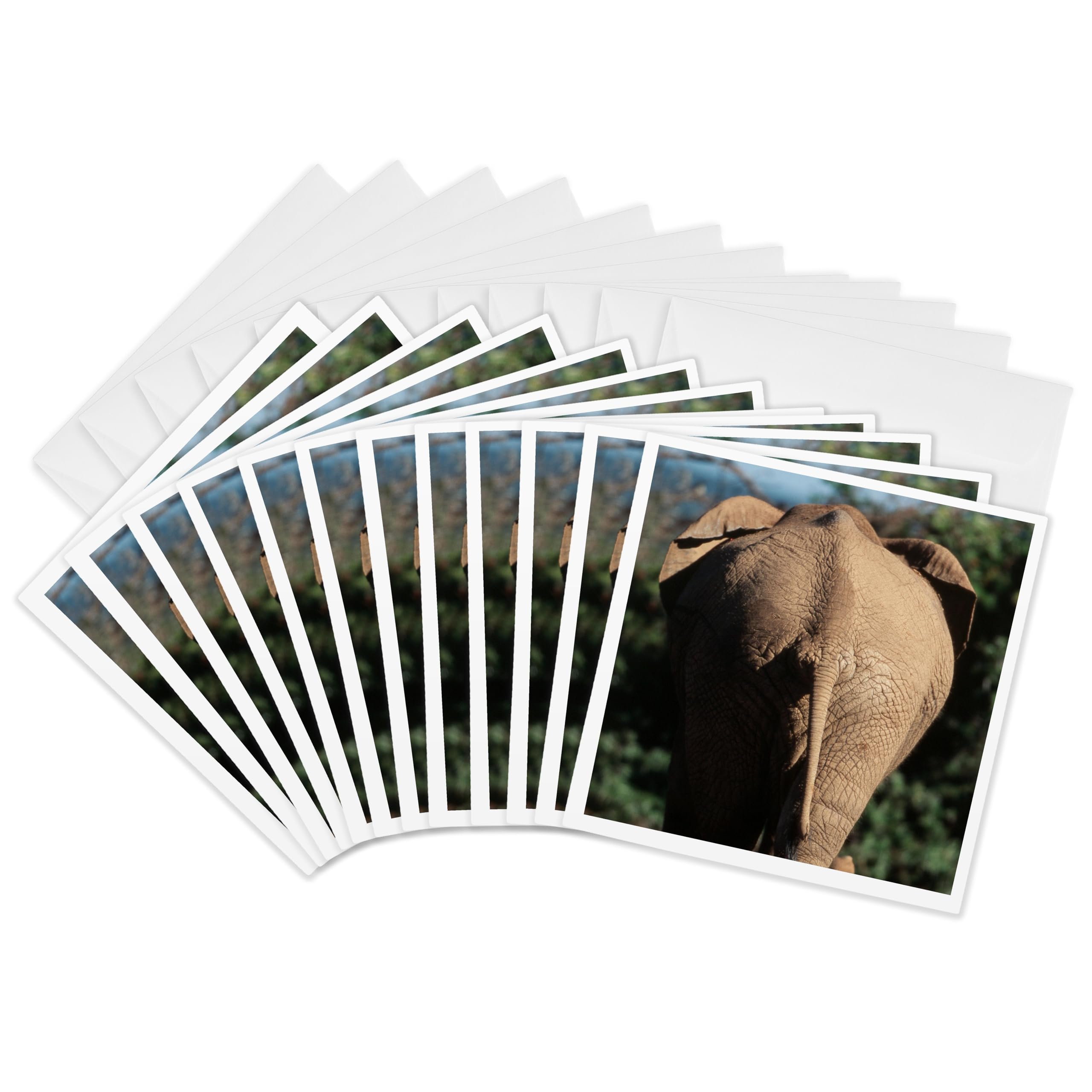 3dRose gc_225135_2 6 x 6-Inch "South Africa, Addo Elephant National Park, Elephant Walking" Greeting Card (Set of 12)