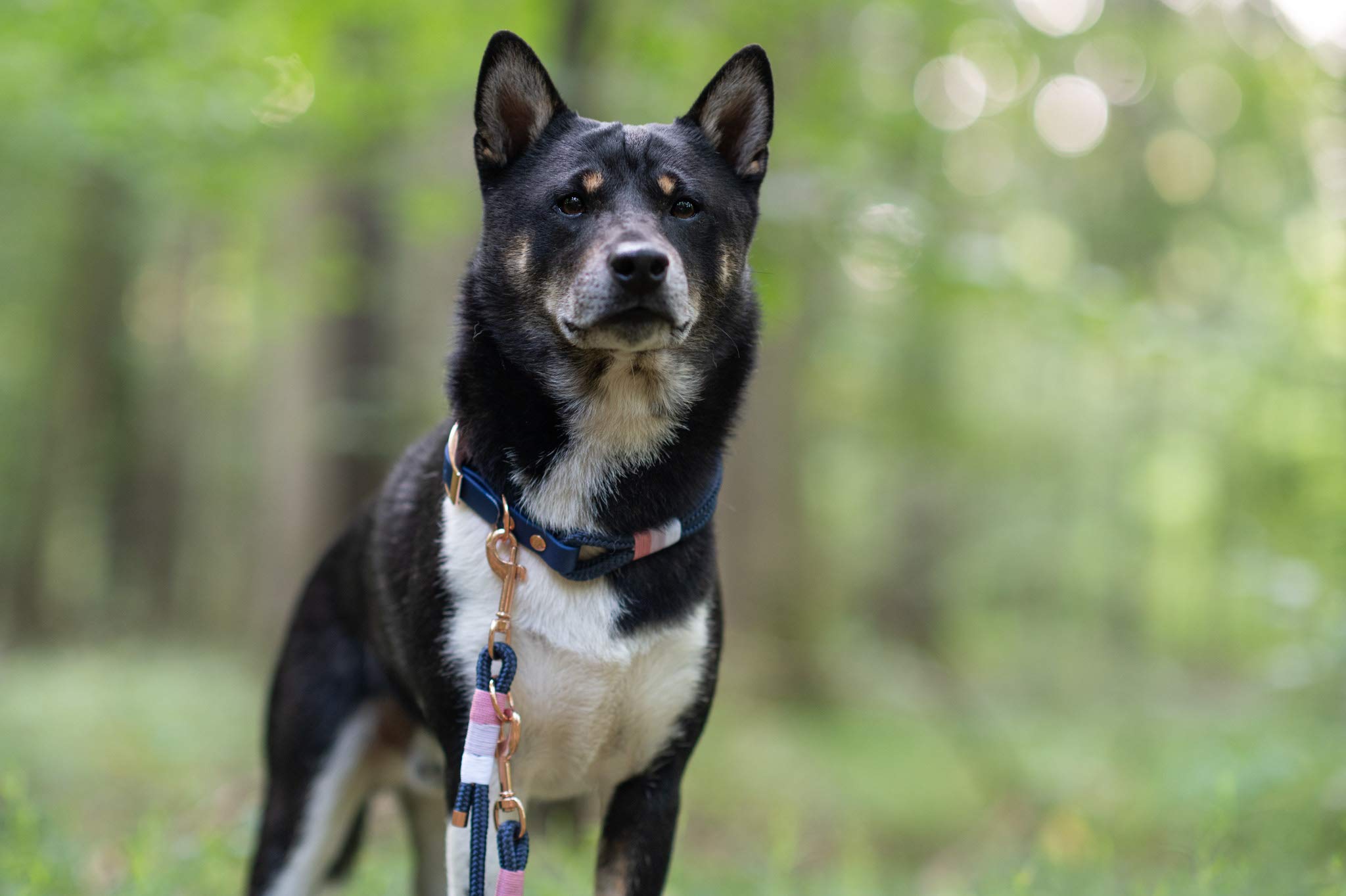 Laisse pour chien en corde de voile - Longueur : 200 cm - 100 % fabriquée à la main - Longueur réglable sur trois niveaux grâce à des nœuds de randonnée en corde de voile robuste (S (200