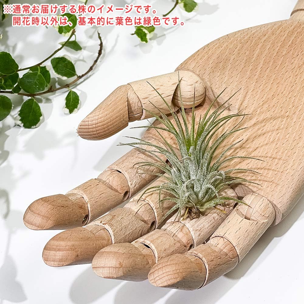 エアープランツ イオナンタ 確認用 【公式通販】