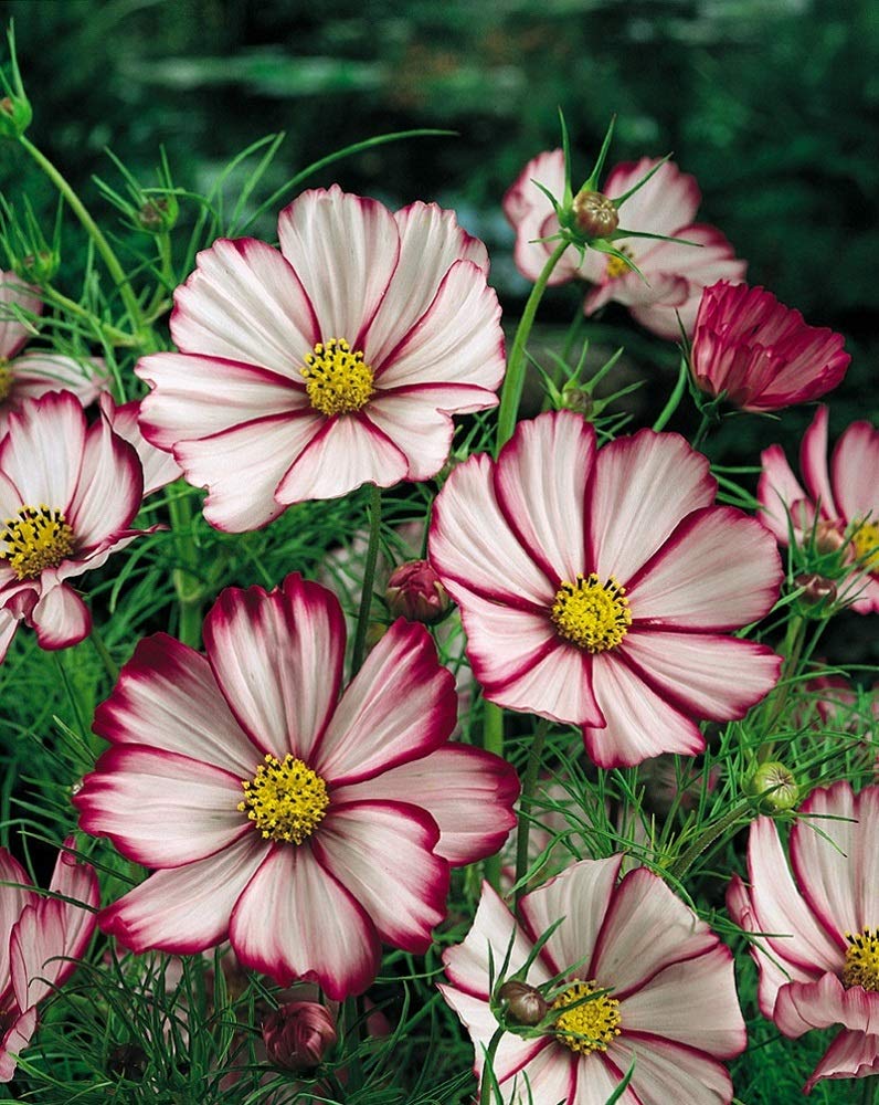 PREMIER SEEDS DIRECT - Cosmos Seeds - BIPINNATUS - Picotee (5000 Seeds)