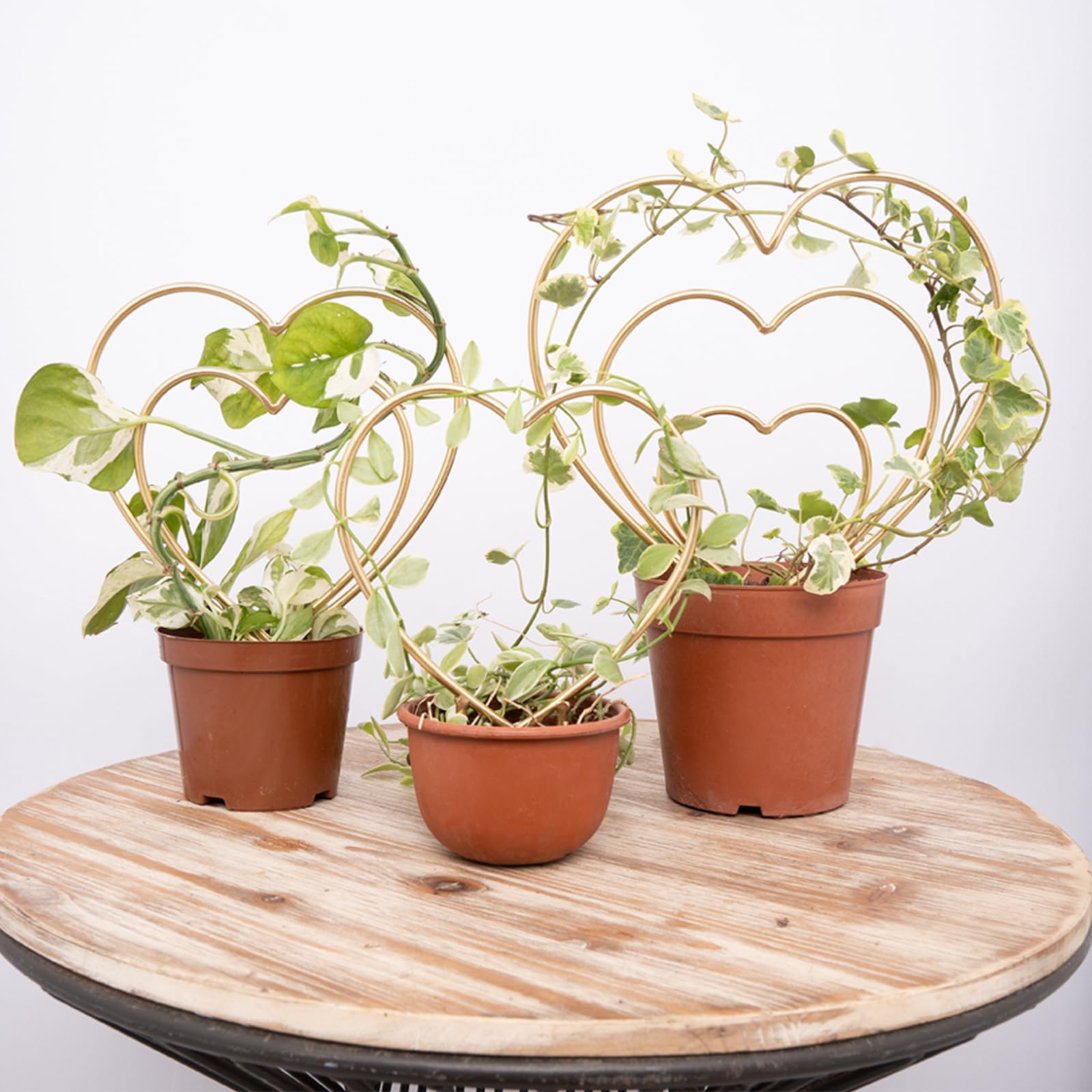 Amazon.com : Mirthdino Indoor Plant Trellis Set of 3 - Mini Gold  Heart-Shaped Frames for Climbing Houseplants, Hoya, Ivy, and Pothos - Small Potted  Plant Support for Indoor and Outdoor Use :