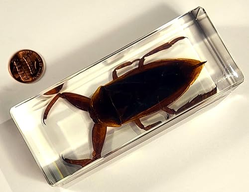 Miniatura 280 de Escarabajo de algodoncillo azul cobalto real de 1.732 in en espécimen de resina de lucita cristalina, insectos, insectos preservados, colección