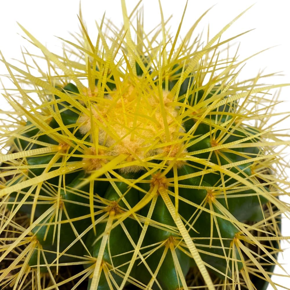 BubbleBlooms Golden Barrel Cactus in a 6 inch Pot Echinocactus Grusonii, Gold Ball Cacti